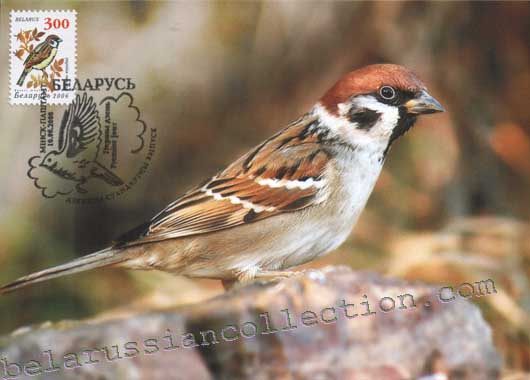 Tree Sparrow (Passer montanus)